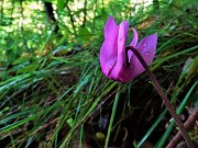 16 Cyclamen repandum (Ciclamino) ben fiorito con gocce di pioggia